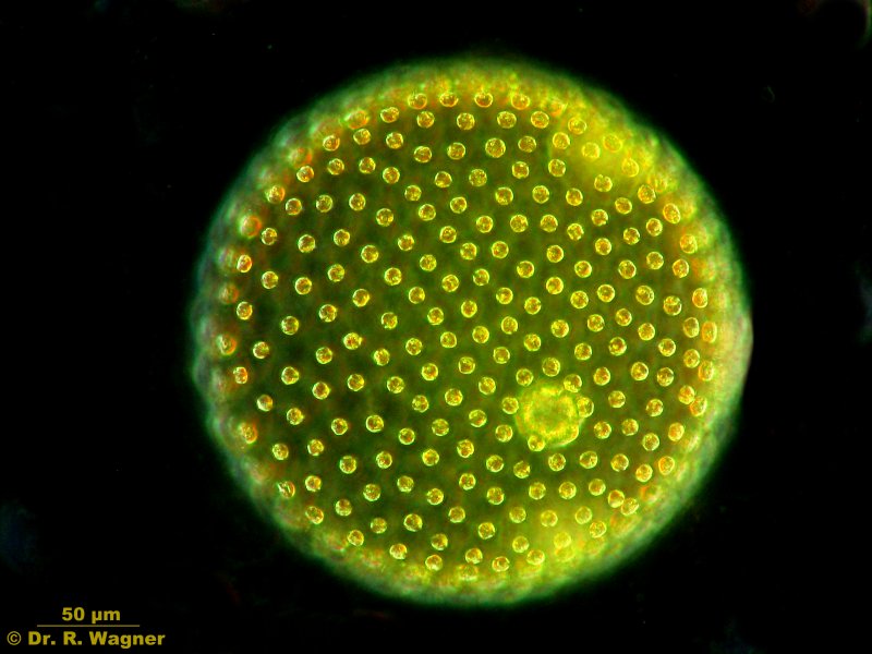 Volvox Cell. algae,volvox aureus volvox