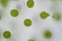 Auf welche Punkte Sie als Kunde beim Kauf von Grünalge mikroskop achten sollten!