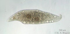 Amphileptus_pleurosigma_01_K.jpg