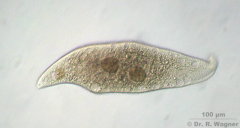 Amphileptus_pleurosigma_03_K.jpg