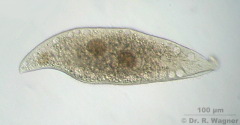 Amphileptus_pleurosigma_06_K.jpg