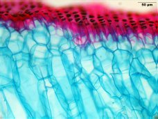Ananas-epidermis_K.jpg