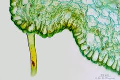 Caltha_palustris-Rhizodermis-400x_K.jpg