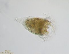 Campanella_umbellaria-A_K.jpg