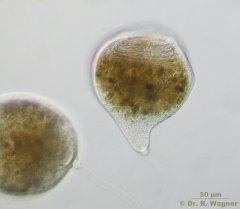 Campanella_umbellaria-B_K.jpg