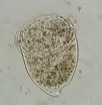 Campanella_umbellaria-avi_K.jpg