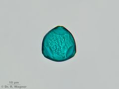 Corylus_avellana-Methylenblau_K.jpg