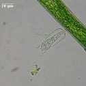 Cothurnia_annulata-avi_K.jpg