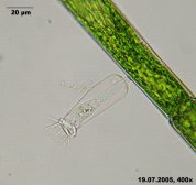 Cothurnia_annulata_K.jpg
