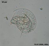 Discomorphella_pectinata_K.jpg