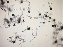 Equisetum_telmateia-Video_K.jpg