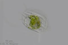 Euplotes-400x_K.jpg