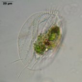 Euplotes-spec_K.jpg