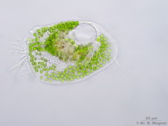 Euplotes_patella-A_K.jpg