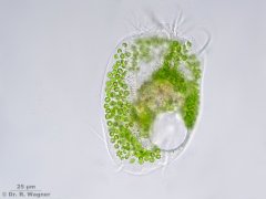 Euplotes_patella_K.jpg