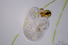 Frontonia-200x_K.jpg