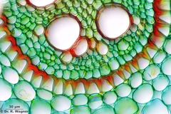 Iris_pseudacorus-630x_K.jpg
