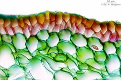 Iris_pseudacorus-Rhizodermis-630x_K.jpg