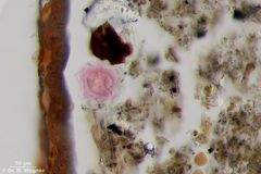 Kaulquappe-Amoebe-Pollen_K.jpg