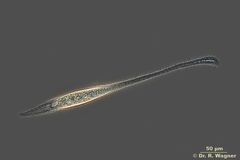 Litonotus_cygnus-400x_017_K.jpg