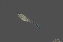 Litonotus_cygnus-400x_032_K.jpg