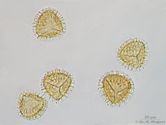 Lycopodium_cernuum-HF1_K.jpg
