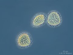 Lycopodium_cernuum-PH_K.jpg