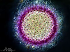 MalvePollen400x_K.jpg