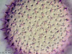 MalvePollen630x_020-26_K.jpg