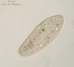 Paramecium-HF_K.jpg