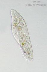 Paramecium-MoosTTeich-200xN_005-800_K.jpg