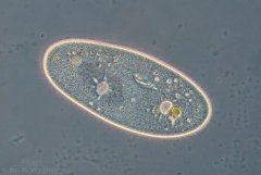 Paramecium-PH_K.jpg