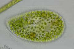 Paramecium_bursaria-1000x_K.jpg