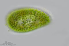 Paramecium_bursaria-630x-HF1_K.jpg