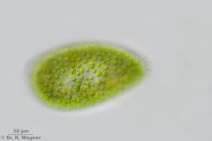 Paramecium_bursaria-630x-HF2_K.jpg