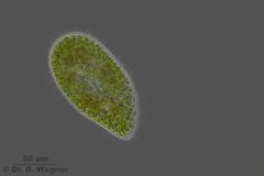 Paramecium_bursaria-PH-400x_K.jpg
