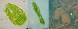 Paramecium_spec_K.jpg