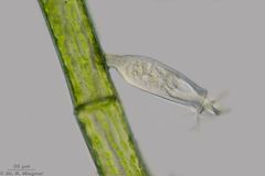 Scyphidia_rugosa-630x-_019-LR_K.jpg