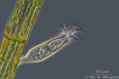 Scyphidia_rugosa-630x-_038-LR_K.jpg