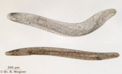 Spirostomum_ambiguum-50x_03+05_K.jpg