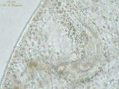 Spirostomum_ambiguum-630x_02_K.jpg