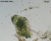 Stentor-poly-deg-avi_K.jpg