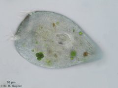 Stentor_coeruleus-A_K.jpg