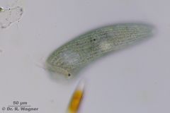 Stentor_coeruleus-Peringsmaar-400x-IMG_1233_K.jpg