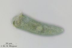 Stentor_coeruleus-Peringsmaar-400x-IMG_1235_K.jpg