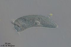 Stentor_coeruleus-Peringsmaar-400x-IMG_1240_K.jpg