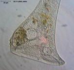 Stentor_igneus_avi_K.jpg