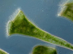 Stentor_polymorphus-9849_K.jpg