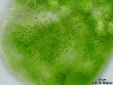 Stentor_polymorphus-AZM-a_K.jpg