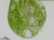 Stentor_polymorphus-AZM_K.jpg